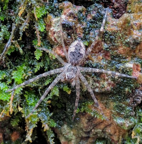 Unidentified Spider In Eureka Springs Arkansas United States