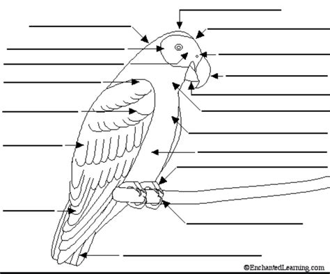 Avian Labeling Anatomy External Diagram Quizlet