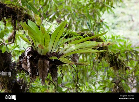 Epiphytes Tropical Rainforest