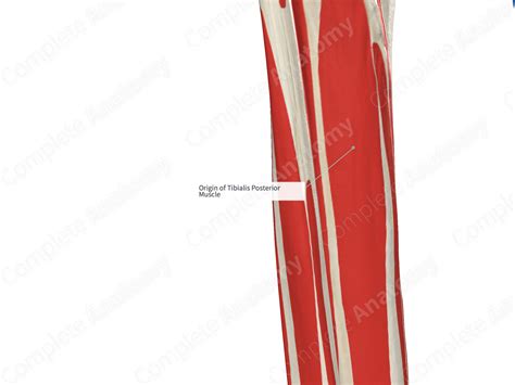 Origin Of Tibialis Posterior Muscle Complete Anatomy