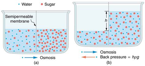 Membrane Transport Biology Ibdp