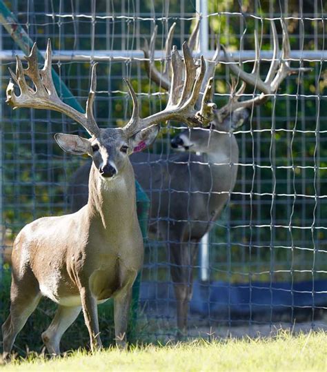 M Whitetailsbreeder Bucks That Will Cover Does This Year Deer