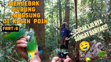 3 MALAM DI HUTAN MIKAT BURUNG POIN BURUNG HUTAN SUMATERA YouTube