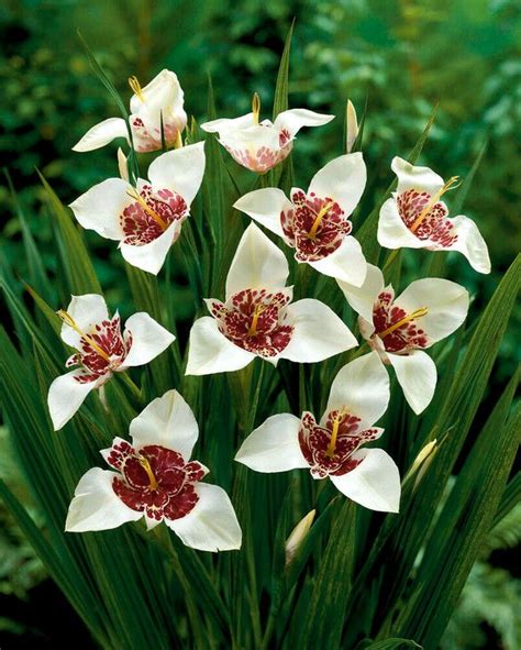 Tigridia Pavonia Alba Grandiflora | Peter Nyssen Flower bulbs and ...