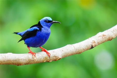 Arenal Volcano Night Walk – Wildlife Tours