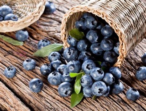 Patience Fruit Co Organic Dried Fruit Pure Organic Wild Blueberry