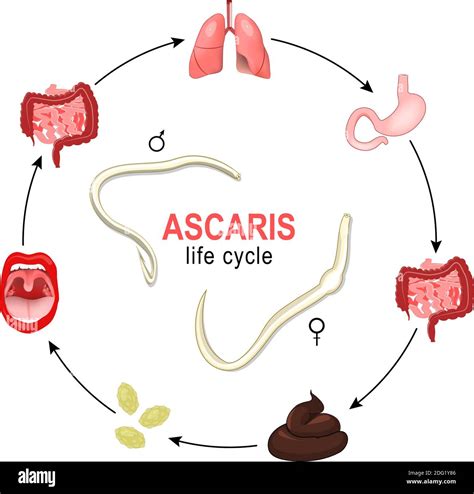 Ascaris Lumbricoides Life Cycle