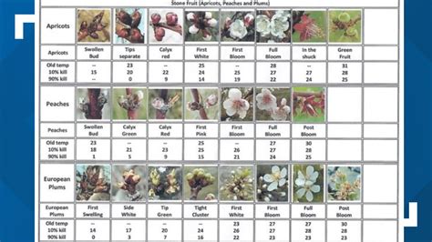 Critical Spring Temperatures For Tree Fruit Bud Development Stages