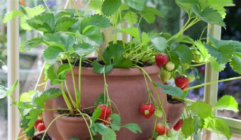 Incroyables Fa Ons De Faire Pousser Les Fraises La Verticale En