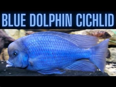 Blue Dolphin Cichlid: Species Profile & Care Guide