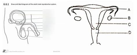 The Reproductive System Diagram Quizlet