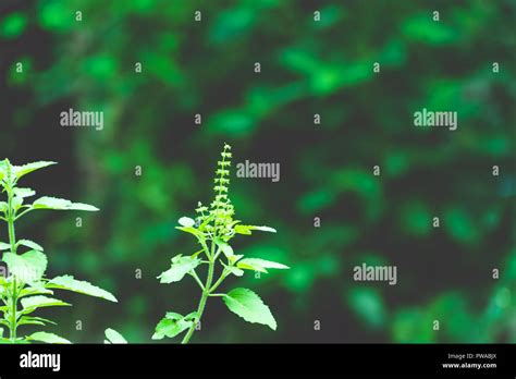 Tulasi green tree plant (also spelled Thulasi or Tulsi) taken in nature ...