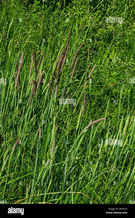 Sorghum Halepense Hi Res Stock Photography And Images Alamy