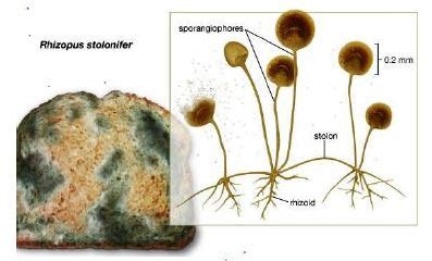 Materi Ciri Ciri Dan Klasifikasi Jamur Mapel Biologi Kelas Sma Ma