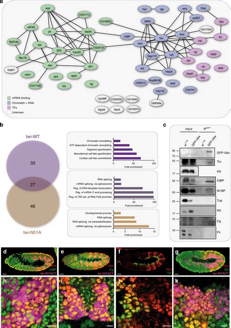 In Vivo Analysis Of The Mesodermal Ubx BioID Interactome A STRING Based