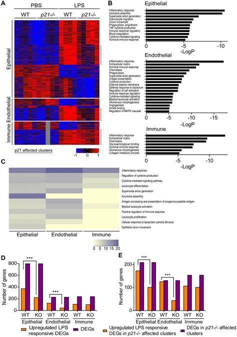 P21 Facilitates Chronic Lung Inflammation Via Epithelial And