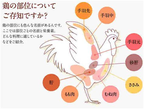 ささみと胸肉・もも肉の違い！鶏肉のどこの部位？カロリーや特徴も！ お食事ウェブマガジン「グルメノート」