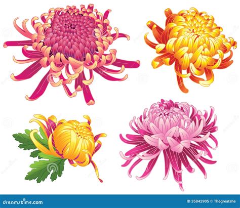 Color De Los Flores De La Flor Del Crisantemo Ilustraci N Del Vector