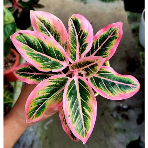 Jual Aglonema Lotus Delight Tanaman Hias Murah Shopee Indonesia