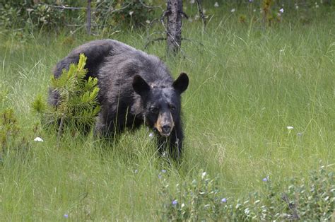 Unique Wildlife of the Blue Ridge Mountains | The Woodland Group