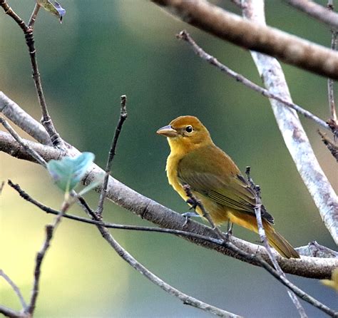 Summer Tanager Female - Retired in Costa Rica