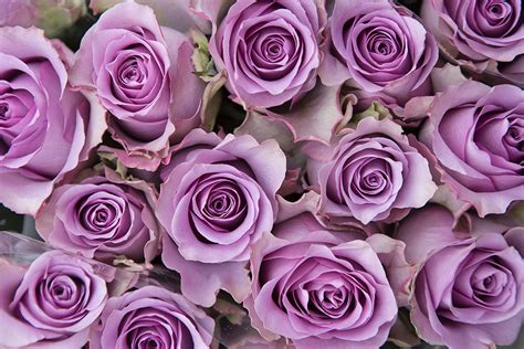 Lilac Roses Bon Bloemen