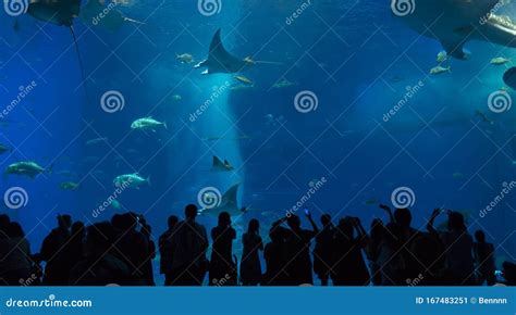 Tourists Watch the Behavior of a Large Whale Shark Inside Okinawa ...