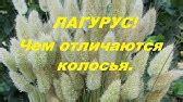 Тысячелистник таволговый отцвёл.Что можно из него сделать. - YouTube