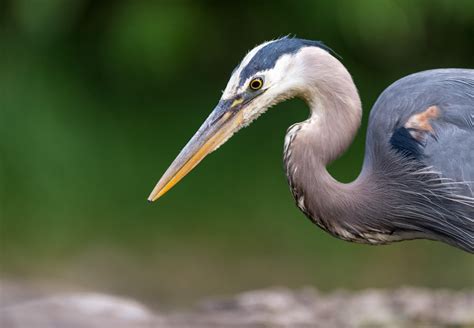 What Do Great Blue Herons Eat Amazing Facts About These Beautiful