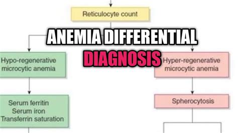 Differential Diagnosis Of Anemia How To Diagnose Anemia Youtube