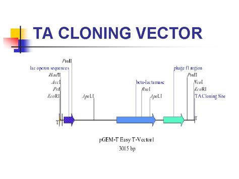 Principles of cloning vectors and cloning strategies DNA