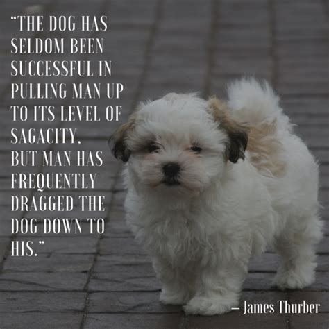 Why Dogs Are A Mans Best Friend Quotes