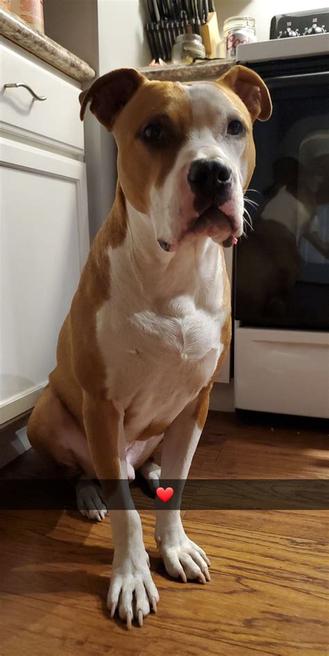 What else do you guys think hes mixed with😁 : r/pitbulls