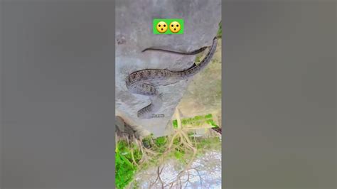 অ্যানাকোন্ডা বিশাল প্রকৃতির সাপ🐍 Youtube