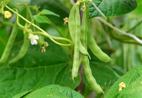 Pests And Diseases Ravaging Your French Beans? Try These Control Options | Horticulture Magazine