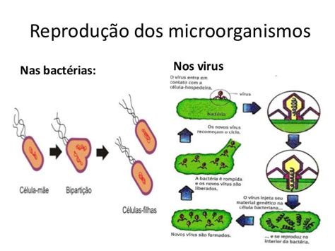 Os Microorganismos 1