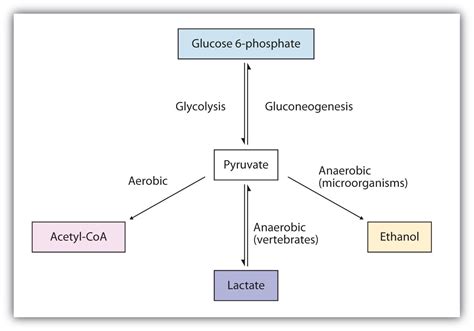 10 6 Stage Ii Of Carbohydrate Catabolism Chemistry Libretexts