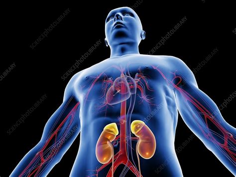 Blood Vessels And Kidneys Artwork Stock Image C002 4200 Science