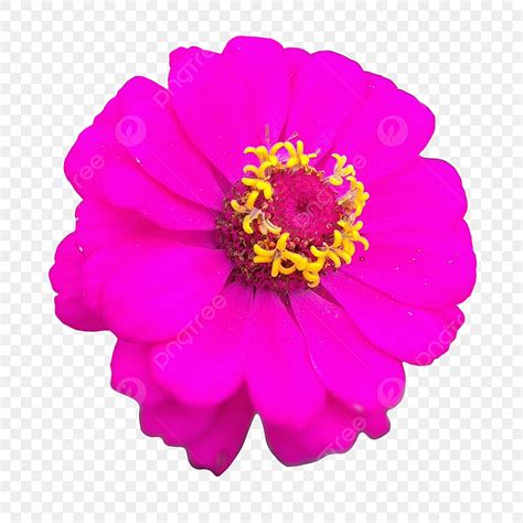 Beautiful Zinnia Flower Photograph Zinnia Flower Photograph Png