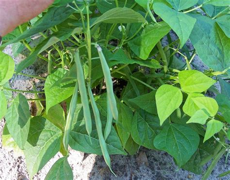 Snap Bean String Phaseolus Vulgaris Kentucky Dreamer In The Beans