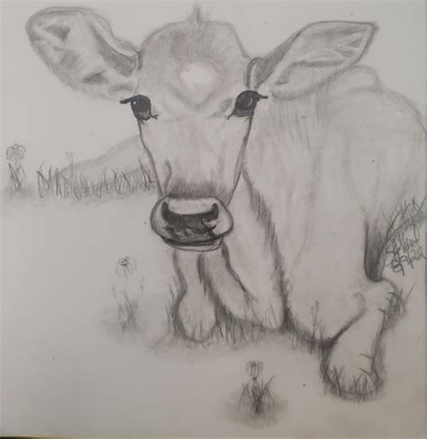 Calf pencil drawing by sholland13 on DeviantArt