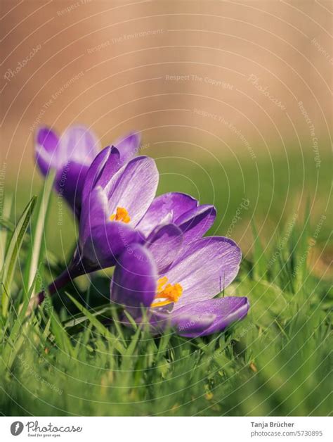 Frühlingsblüher in der wärmenden Sonne ein lizenzfreies Stock Foto