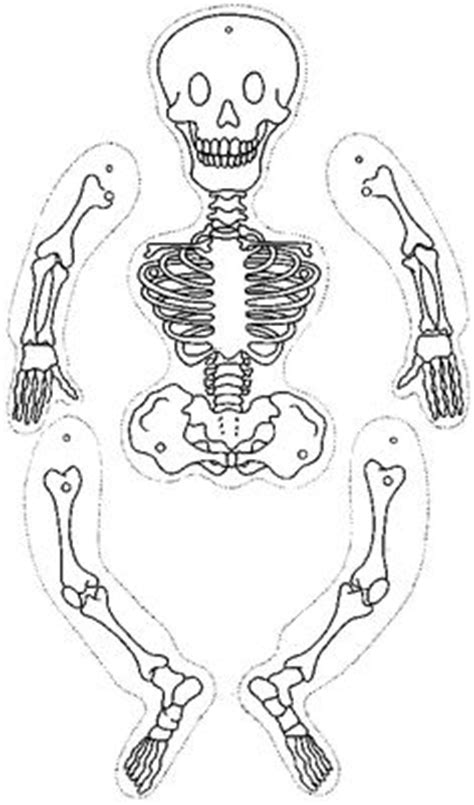 Desenho De Esqueleto Para Recortar E Montar Para Colorir Corpo