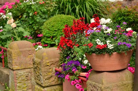 Plantas Flores Para Vasos