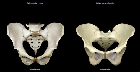 Male Hip Bone Abba Humananatomy