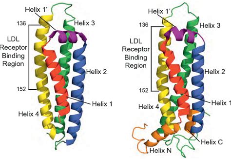 Figure From Apolipoprotein E From Lipid Transport To Neurobiology