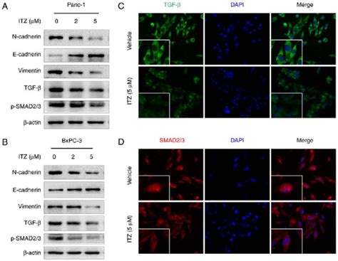 Itz Inhibits Emt And Suppresses The Activity Of The Tgf Smad