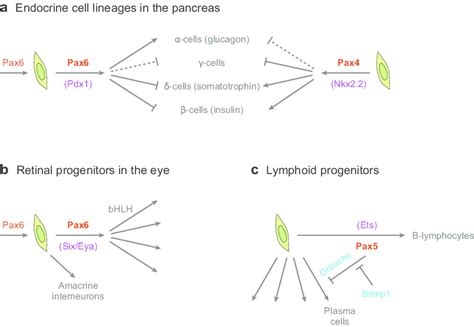 Pax Functions In Progenitor Cells Schematic Representation Of Examples