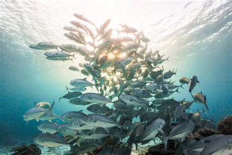 37100 Sekelompok Ikan Foto Foto Foto Stok Potret And Gambar Bebas