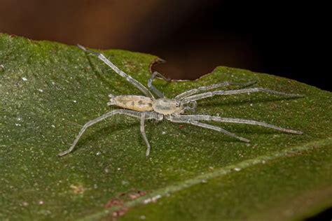 Small Ghost Spider Stock Photo Image Of Fauna Animals 258932094